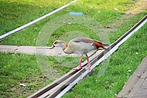 Duck crossing a tramway track