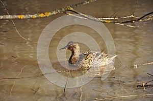 Duck decoy in the spring on the lake close-up