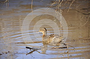 Duck decoy in the spring on the lake close-up