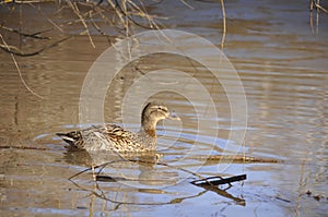 Duck decoy in the spring on the lake close-up