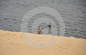 Duck decoy in the spring on the lake close-up