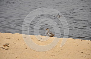 Duck decoy in the spring on the lake close-up