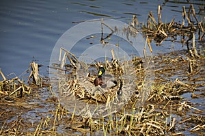 Duck decoy in the spring on the lake close-up