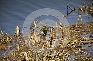 Duck decoy in the spring on the lake close-up