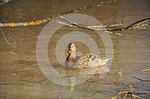 Duck decoy in the spring on the lake close-up