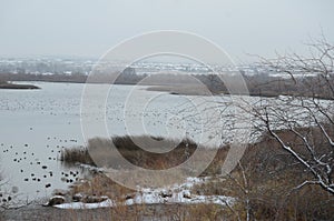 Duck Derby, Snow Day Detail, Yakima Delta, Richland, Washington photo