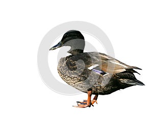 Duck-design element
