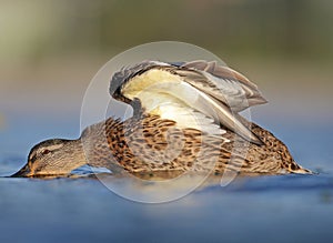 Duck Detail