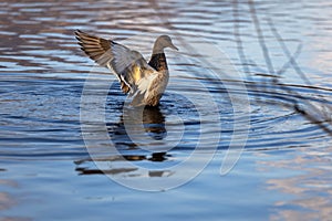 Duck displaying its wingspan in a body of water on a sunny day