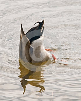 Duck Dive photo