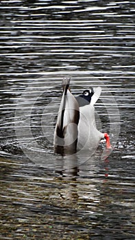 duck dives into water. photo