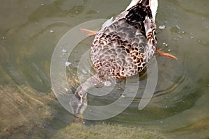 Kačica potápanie jedlo 