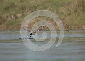 Duck diving into the water in pursuit of a fish.