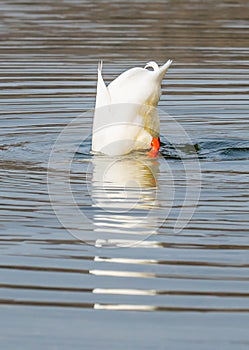 A duck diving in a water