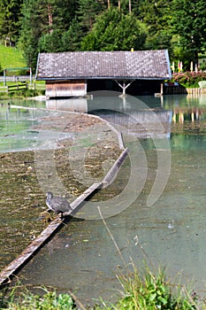 Duck with dock, Lake Pillersee, Sankt Ulrich am Pillersee, Austria