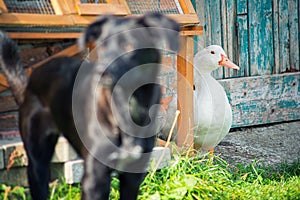 Duck and dog