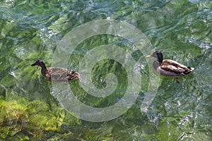duck and drake floating in the clear water of the lake Mondsee