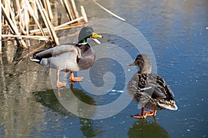 Duck and drake walk on fresh thin ice