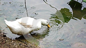 A duck drink water