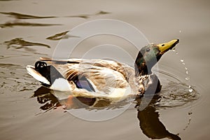 Duck Drinking