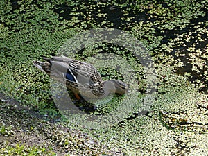 A duck drinking water from the river photo