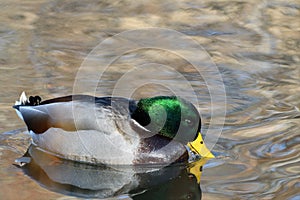Duck drinks water and swims in a river on a sunny day