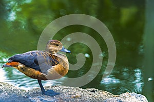 Duck, duck, duck, water in the river on a sunny day and splashing water around