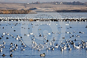 Duck, Duck. Goose 2: Fall Migration returns to Columbia Basin