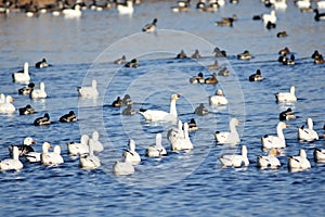 Duck, Duck. Goose 3: Fall Migration returns to Columbia Basin