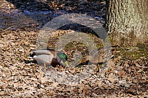 He-duck and she-duck looking for food