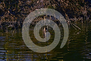 The duck ducked into the water, seeking food.