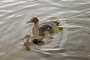 duck with duckling bird animals