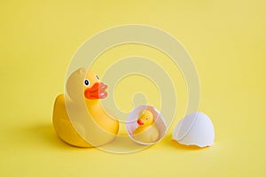 Duck with duckling in eggshell birth abstract on yellow