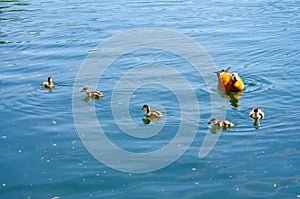 Duck with duckling named Ruddy shelduck  or Tadorna ferruginea