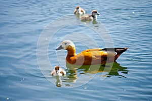 Duck with duckling named Ruddy shelduck  or Tadorna ferruginea