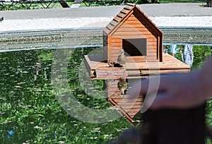 duck with duckling under wing on nesting house floating on city lake with copyspace on sunny day