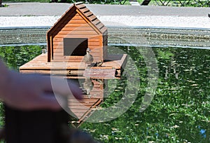 duck with duckling under wing on nesting house floating on city lake on sunny day