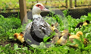 Duck with ducklings