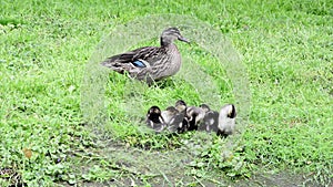 Duck with ducklings