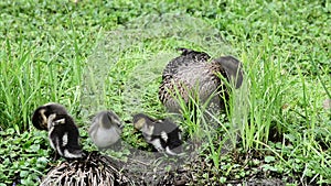 Duck with ducklings