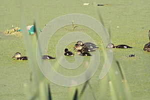 Duck with ducklings. Ducks swim in the pond. Duck Hunt. Water animal Wild duck.