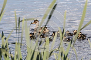 Duck with ducklings. Ducks swim in the pond. Duck Hunt. Water animal Wild duck.