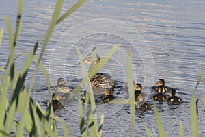 Duck with ducklings. Ducks swim in the pond. Duck Hunt. Water animal Wild duck.