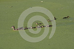 Duck with ducklings. Ducks swim in the pond. Duck Hunt. Water animal Wild duck.