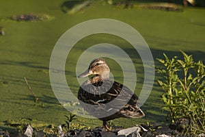 Duck with ducklings. Ducks swim in the pond. Duck Hunt. Water animal Wild duck.