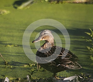 Duck with ducklings. Ducks swim in the pond. Duck Hunt. Water animal Wild duck.