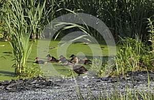 Duck with ducklings. Ducks swim in the pond. Duck Hunt. Water animal Wild duck.