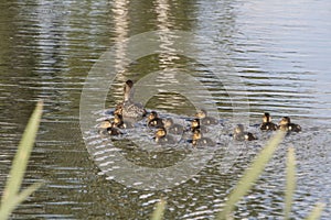 Duck with ducklings. Ducks swim in the pond. Duck Hunt. Water animal Wild duck.