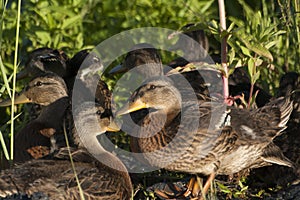 Duck with ducklings. Ducks swim in the pond. Duck Hunt. Water animal Wild duck.