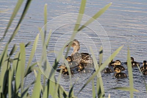 Duck with ducklings. Ducks swim in the pond. Duck Hunt. Water animal Wild duck.